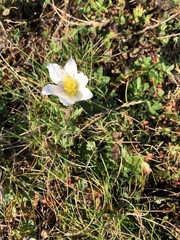 Pulsatilla alpina
