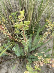Euphorbia paralias