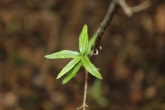 Coprosma linariifolia