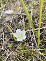 Parnassia palustris