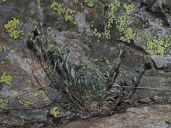 Artemisia genipi