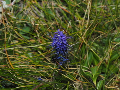 Veronica allionii