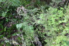 Coprosma microcarpa