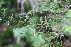 Coprosma microcarpa