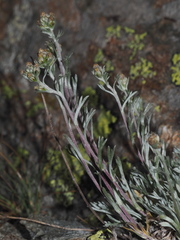 Artemisia genipi