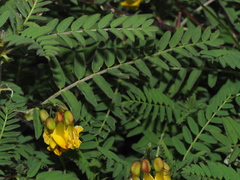 Astragalus penduliflorus
