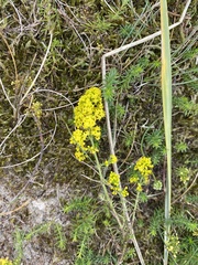 Galium verum
