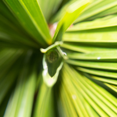 Licuala spinosa