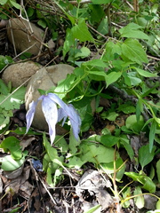 Clematis occidentalis grosseserrata