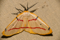Phoenicocampa rubrifasciata