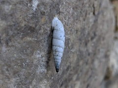 Albinaria teres