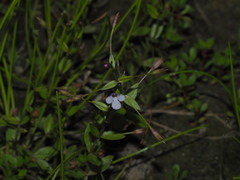 Lindernia procumbens