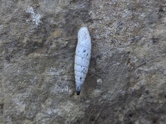 Albinaria teres