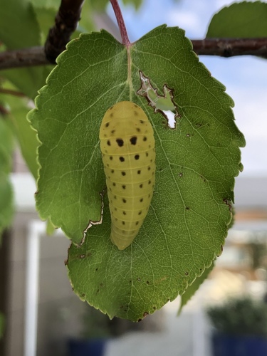 Iphiclides podalirius
