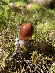 Cortinarius stillatitius