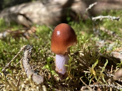 Cortinarius stillatitius