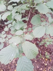 Corylus avellana