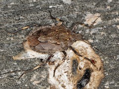 Brochymena carolinensis