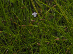 Lindernia procumbens