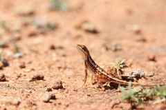 Sitana