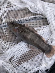 Ctenolabrus rupestris