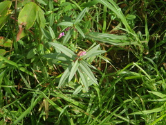 Impatiens oppositifolia