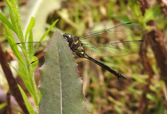 Somatochlora tenebrosa