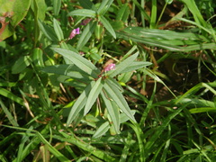 Impatiens oppositifolia