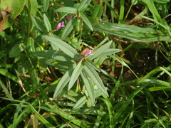 Impatiens oppositifolia