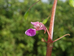 Impatiens oppositifolia