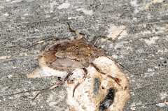 Brochymena carolinensis