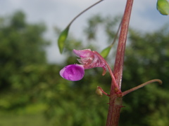 Impatiens oppositifolia