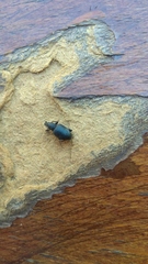 Otiorhynchini