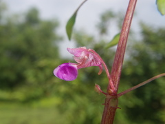 Impatiens oppositifolia