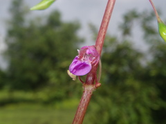 Impatiens oppositifolia