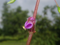 Impatiens oppositifolia