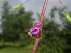 Impatiens oppositifolia