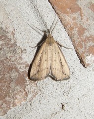 Macrochilo orciferalis