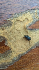 Otiorhynchini