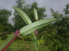 Impatiens oppositifolia