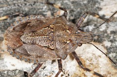 Brochymena carolinensis