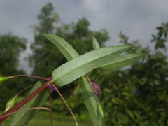 Impatiens oppositifolia