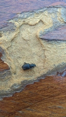 Otiorhynchini