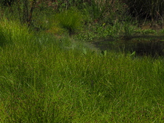 Lindernia procumbens
