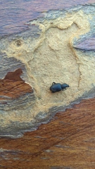 Otiorhynchini