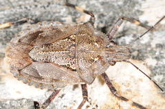 Brochymena carolinensis