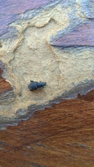 Otiorhynchini