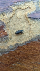 Otiorhynchini