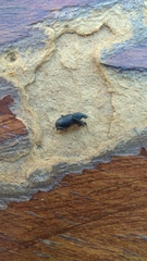Otiorhynchini