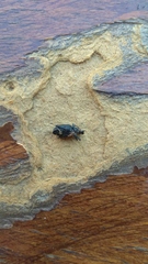 Otiorhynchini